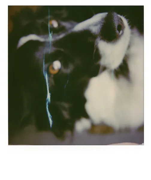 Confinement
Vendredi 20 mars 2020
Luz
SX 70
