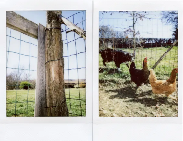 Confinement
Mardi 24 mars 2020
Le poulailler
InstaxMini