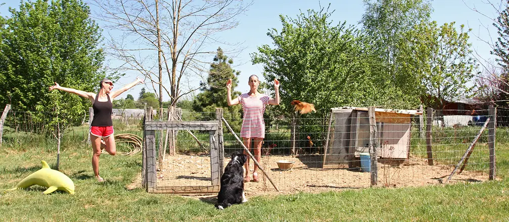 Confinement Mercredi 22 avril 2020 Les œufs des poules Et je ne sais plus laquelle est laquelle...