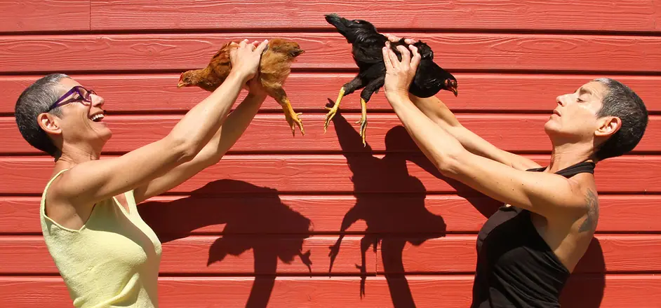 Les 2 poules