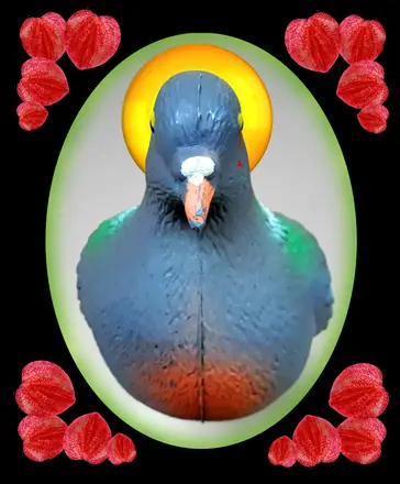 La trilogie du pigeon, photographie 1 sur 21