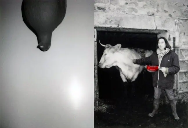 La trilogie du pigeon, photographie 10 sur 21