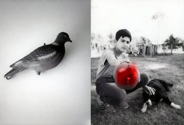 La trilogie du pigeon, photographie 15 sur 21