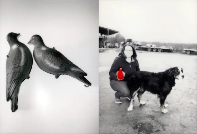 La trilogie du pigeon, photographie 12 sur 21