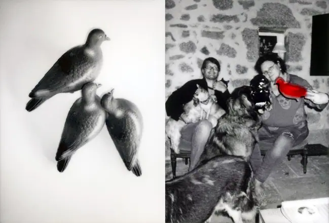 La trilogie du pigeon, photographie 9 sur 21
